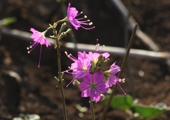 Commicarpus pentandrus