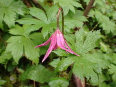 Erythronium revolutum