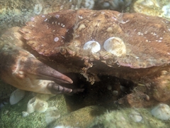 Glebocarcinus amphioetus