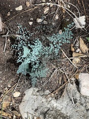 Argyrochosma microphylla