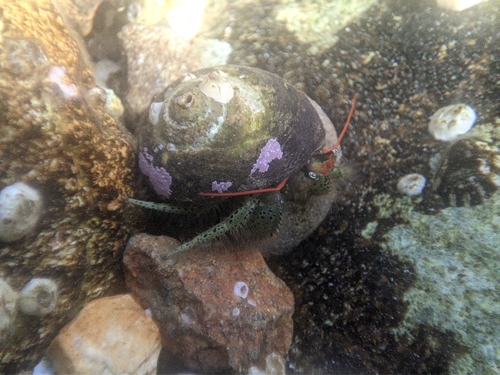 ケアシホンヤドカリ