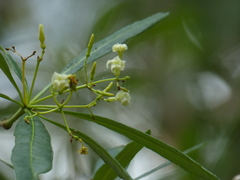 Alstonia
