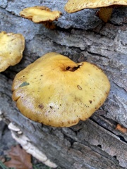 Agaricineae