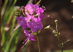 Commicarpus pentandrus