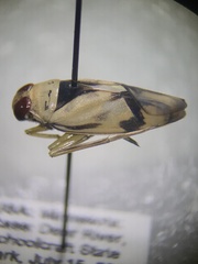 Notonecta undulata