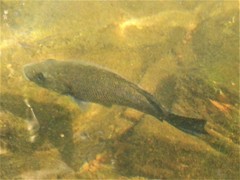 Hephaestus fuliginosus