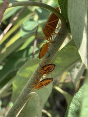 Edessa rufomarginata