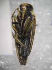 Notonecta undulata
