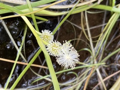 Sparganium hyperboreum