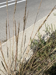 Sporobolus compositus