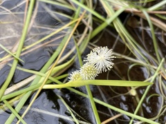Sparganium hyperboreum