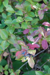 Viburnum cassinoides