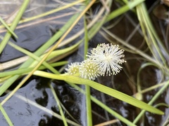 Sparganium hyperboreum