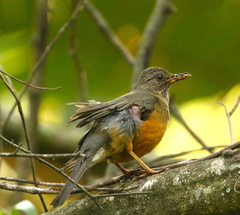 Turdus olivaceus pondoensis