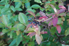 Viburnum cassinoides