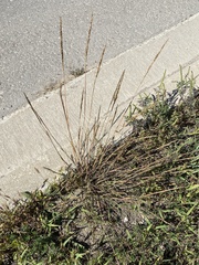 Sporobolus compositus