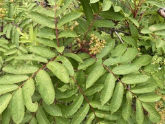 Sorbus decora