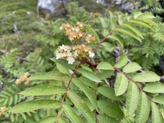 Sorbus decora