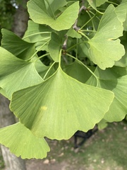 Ginkgo
