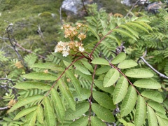 Sorbus decora
