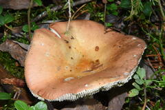 Russula paludosa