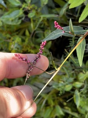 Persicaria longiseta