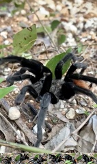 Tliltocatl epicureanus