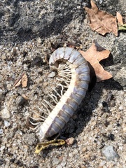 Diplopoda