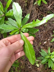 Brachyglottis kirkii