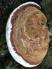 Fomitopsis pinicola