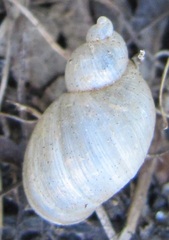 Succinea australis