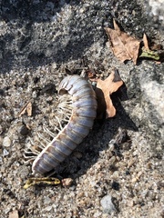 Diplopoda