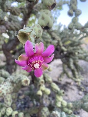 Cylindropuntia fulgida