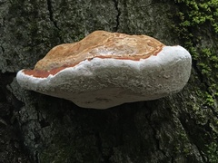 Fomitopsis pinicola