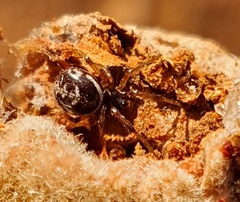 Steatoda