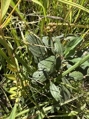 Ceanothus americanus