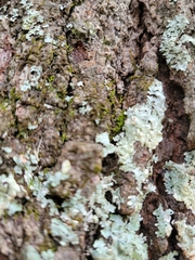 Myelochroa aurulenta