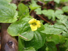 Viola glabella