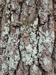 Myelochroa aurulenta