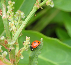 Coccinella quinquepunctata