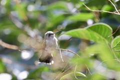 Cynanthus latirostris