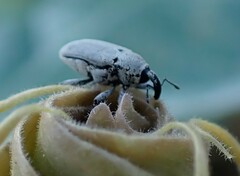 Trichobaris compacta