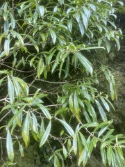 Melicytus lanceolatus