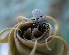 Trichobaris compacta