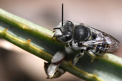 Pseudoanthidium repetitum