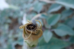 Trichobaris compacta