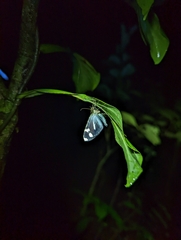 Papilionoidea