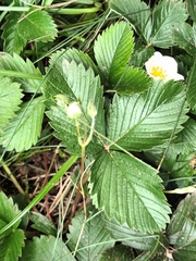 Fragaria viridis