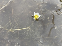 Ranunculus confervoides
