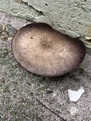 Fungi